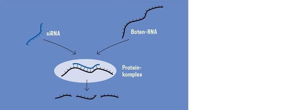 siRNA Boten-RNA