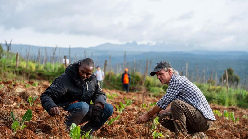 Zwei Personen knien auf einem bewirtschafteten Feld und bearbeiten den Boden um frisch gepflanzte Setzlinge; Reihen junger Pflanzen und Holzpfähle erstrecken sich über eine hügelige Landschaft. Im Hintergrund sind Berge und ein bewölkter Himmel zu sehen. Mount-Kenya-Projekt für regenerative Agroforstwirtschaft, Kenia.