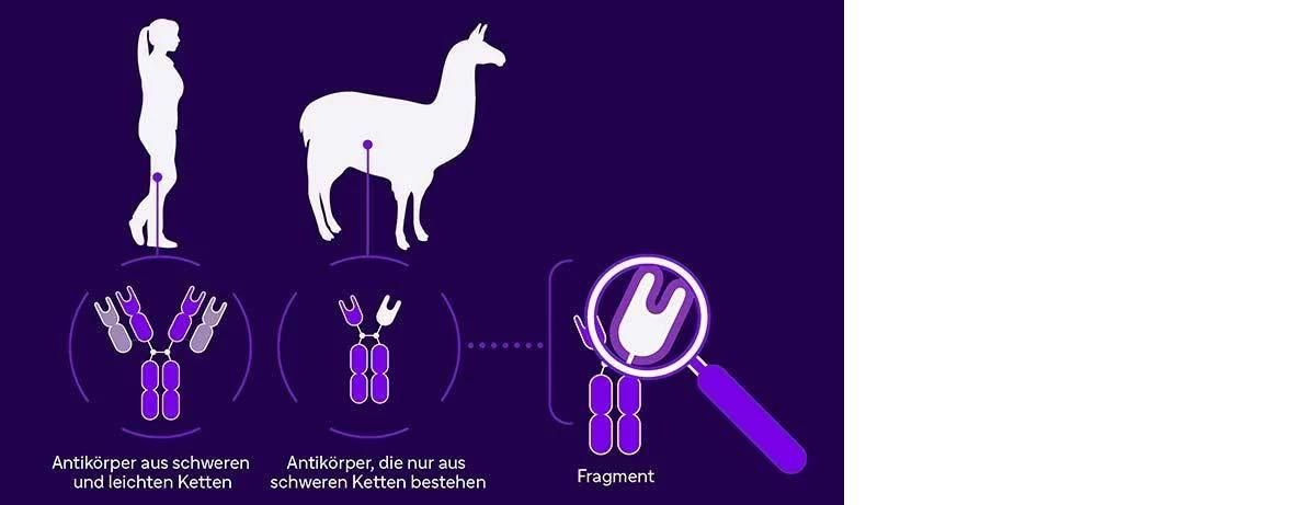 Menschliche Antikörper haben sowohl schwere als auch leichte Peptidketten (1), während Kamelarten auch Antikörper erzeugen können, die nur schwere Peptide aufweisen (2). Die NANOBODY® -Moleküle basieren auf einem Fragment einer Domäne eines solchen schwerkettigen Antikörpers.