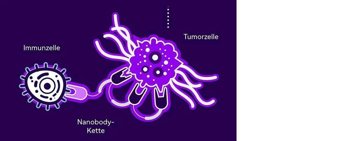 Jeder Baustein des NANOBODY®-Moleküls kann eng an ein bestimmtes Protein binden, zum Beispiel auf der Oberfläche eines Tumors (rechts) oder einer Immunzelle (links).